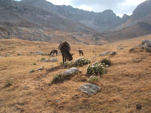 trekking con i muli-150.JPG